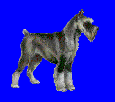 Schnauzer