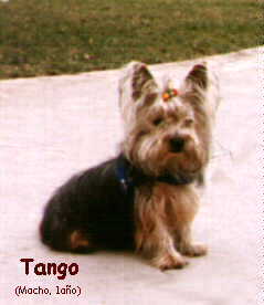 Tango