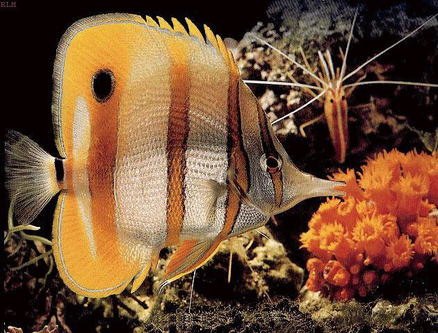 Copperband angelfish