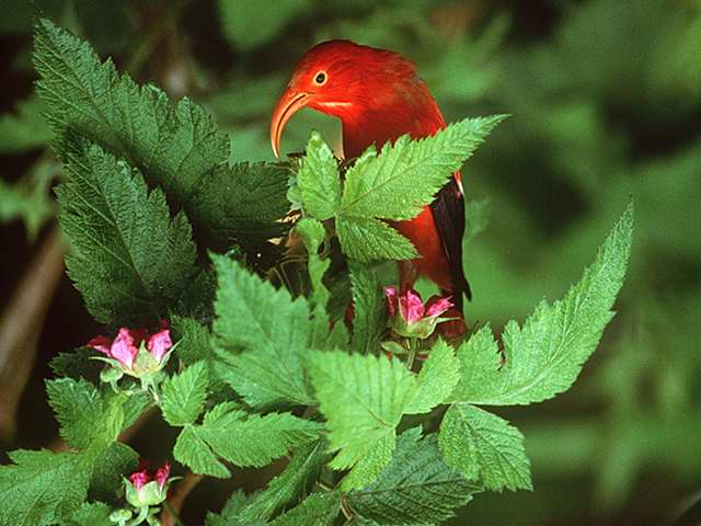 Hawaiian iiwa bird