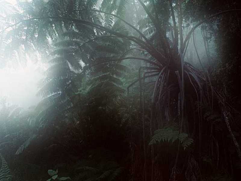 Hawaiian Rainforest