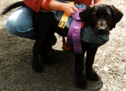 Sophie's ribbons from the fair @ 4 months