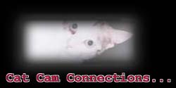 cat cam connections