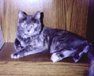 Smokey on the Bookshelf