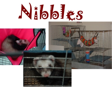 nibbles.jpg (70083 bytes)