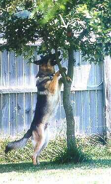 Ball In Tree