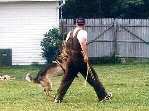 Schutzhund Training