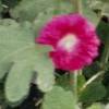 Hollyhock