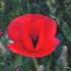 Seine Valley Poppy