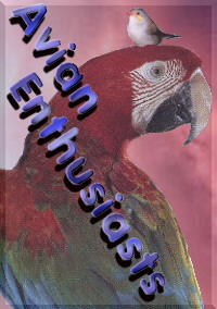 Avian Enthusiasts
Logo