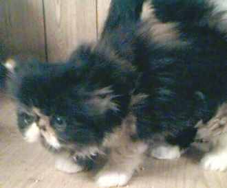 calico kitten