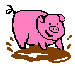 pig