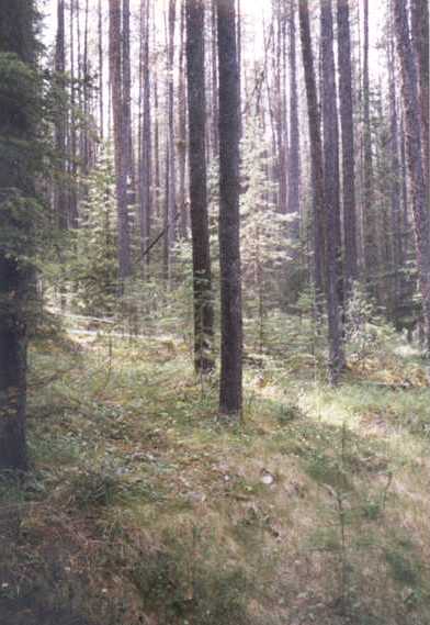 Forest Scene Along The Spray River