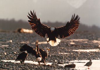 Eagle Landing