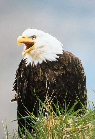 Eagle