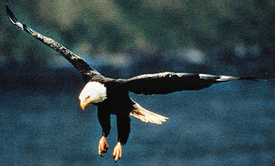 Eagle