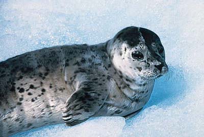 Seal