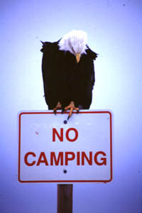 No Camping