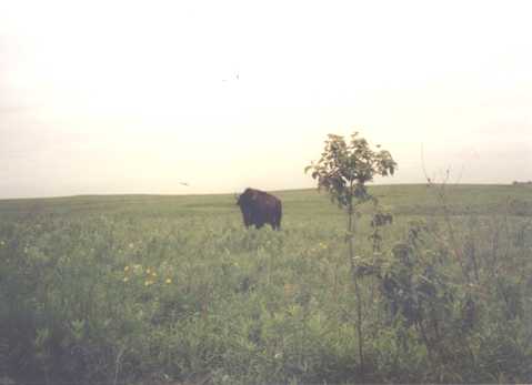 Prairie State Park Buffalo