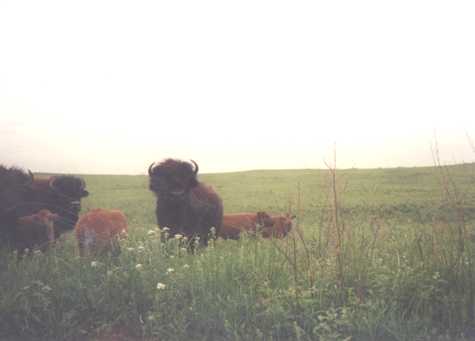 Prairie State Park Buffalo