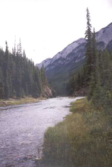 Spray River Scene