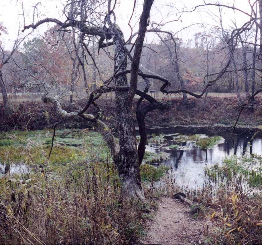 Tree at Round Spring State Park