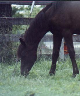 front half shot at 8 mo. old.