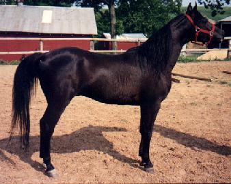 Full body shot from other side of Allah, 5 yr old.