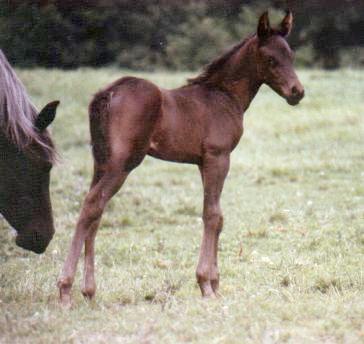 Full side view of Allah as a weanling.