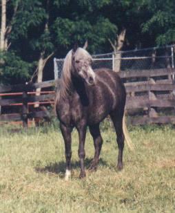 Photo of Jolene turning gray