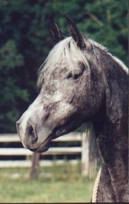 Photo of Jolene turning gray