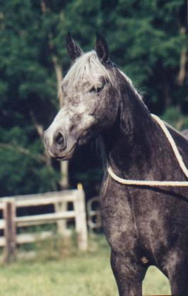 Photo of Jolene turning gray