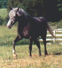 Photo of Jolene turning gray