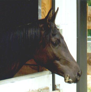 Head shot of ebony at 4 yr old.