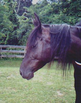 Head shot of Ebony at 6 yr old.