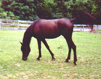 Ebony at 6yr. old. Side view