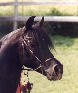 Head shot of Black Lightning