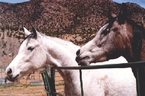 1995 photo of Star with her dam Egypts Alima