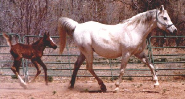 Photo of lace and foal (Elise) 1999