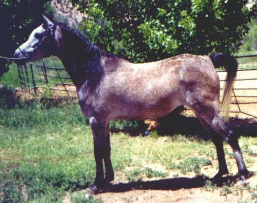 1999 photo of Egypts Star