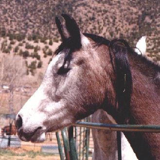 1999 photo of Egypts Star by Joy