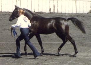 1989 photo of Bataa in show yearling halter class