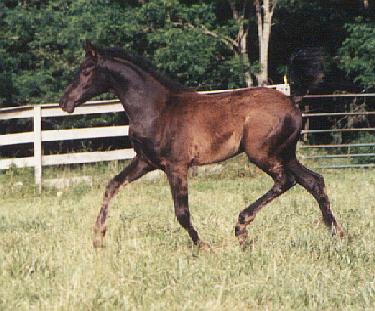 Weenling photo, full body