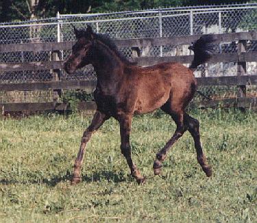 Full body of Kismet as a weanling.