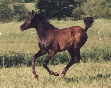 Kismet as weanling running.