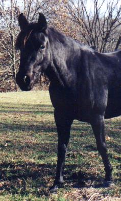 Gem as a 3 year old, 1999. Front half.