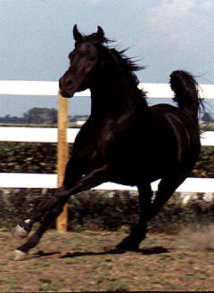 Photo of Ibn Sahanad running