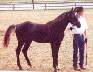 Khe Hanad at an all breed show. Yearling halter.