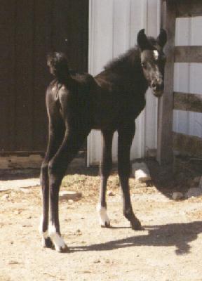 full body shot of Lilly as a weanling.