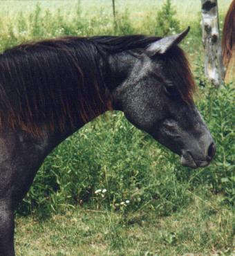 Head shot, Lilly at three yrs.